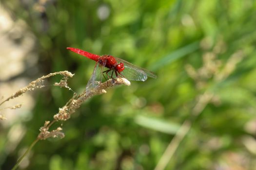 Close-up of red dragonfly sitting on a blade of grass near a pond at greek island rhodos