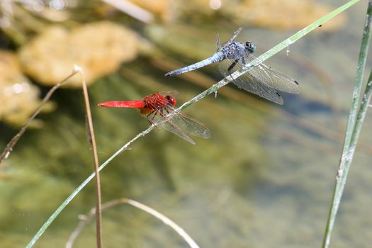 Close-up of a blue and red  dragonfly sitting together on a blade of grass near a pond at greek island rhodos