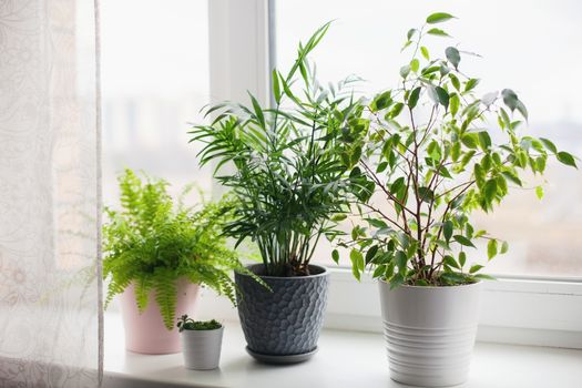 Fern nephrolepsis, ficus, succulents and palm Hamedorea. Home green flowers and plants in pink, white and gray pots on the windowsill. scandinavian care concept Interior