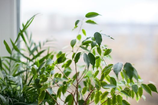 Fern nephrolepsis, ficus, succulents and palm Hamedorea. Home green flowers and plants in pink, white and gray pots on the windowsill. scandinavian care concept Interior