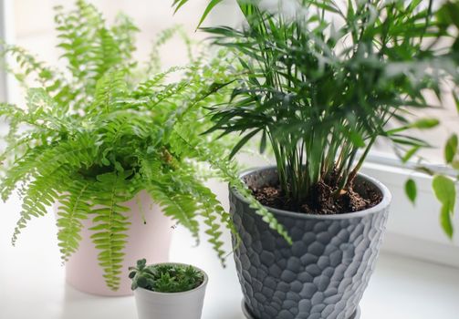 Fern nephrolepsis, ficus, succulents and palm Hamedorea. Home green flowers and plants in pink, white and gray pots on the windowsill. scandinavian care concept Interior