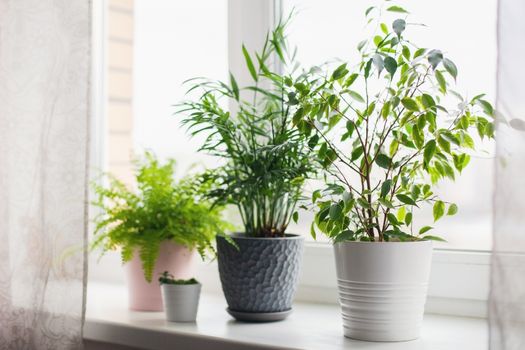 Fern nephrolepsis, ficus, succulents and palm Hamedorea. Home green flowers and plants in pink, white and gray pots on the windowsill. scandinavian care concept Interior