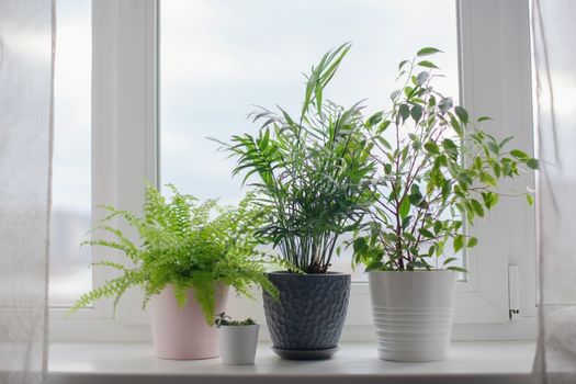 Fern nephrolepsis, ficus, succulents and palm Hamedorea. Home green flowers and plants in pink, white and gray pots on the windowsill. scandinavian care concept Interior