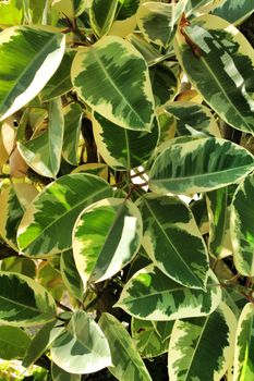 Beautiful Ficus Elastica plant in the garden