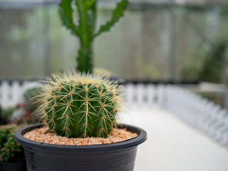 A close up of a cactus On a blurred background