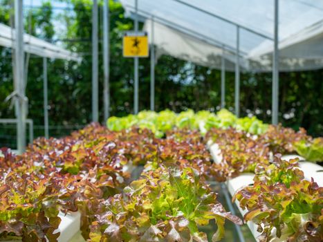 Organic vegetable plots For making healthy food.