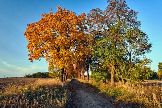 Rural landscape with a paved road and deciduous trees during autumn in Poland