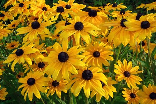 Yellow flowers Rudbeckia also know as Black Eyed Susan or Coneflower in the garden on sunny summer day. Bright floral background. Yellow-brown daisies lit by side light. Close up stock photo.