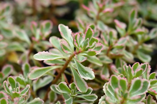 Stonecrop Tricolor - Latin name - Sedum spurium (Phedimus spurius) Tricolor