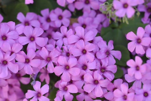 Pink wood sorrel - Latin name - Oxalis articulata