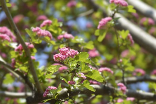 Common Hawthorn - Latin name - Crataegus monogyna