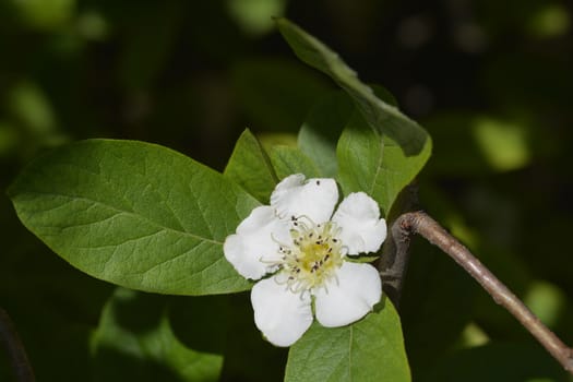 Common medlar - Latin name - Mespilus germanica