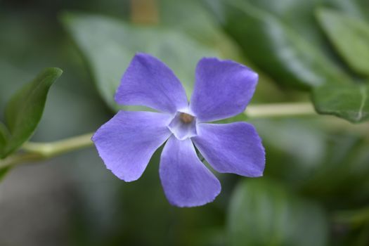 Lesser Periwinkle flower - Latin name - Vinca minor