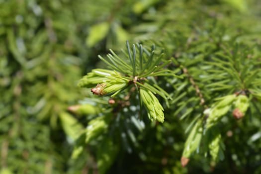 Serbian spruce new leaves - Latin name - Picea omorika