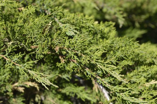 Pfitzer Juniper branch - Latin name - Juniperus x media Pfitzeriana