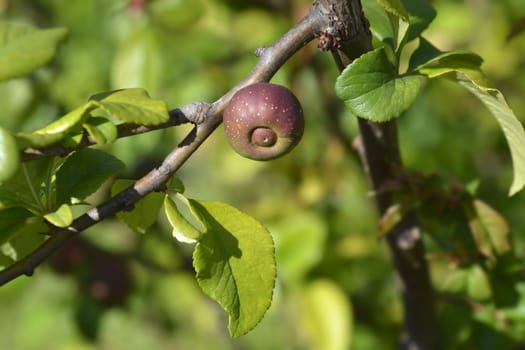 Japanese Flowering Quince fruit - Latin name - Chaenomeles japonica