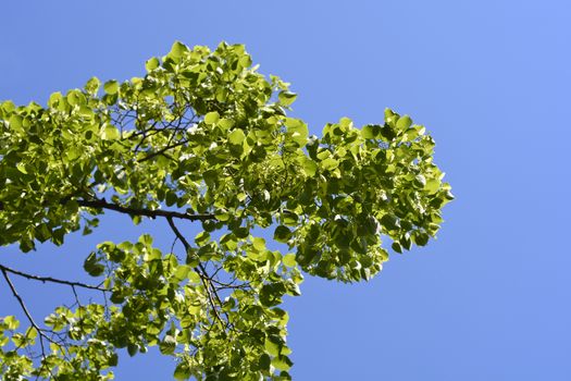 Caucasian lime leaves - Latin name - Tilia x euchlora