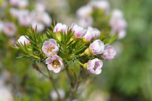 Geraldton wax flowers - Latin name - Chamelaucium uncinatum