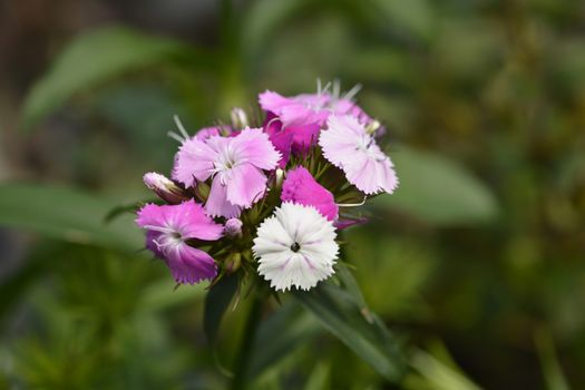 Sweet William flowers - Latin name - Dianthus barbatus