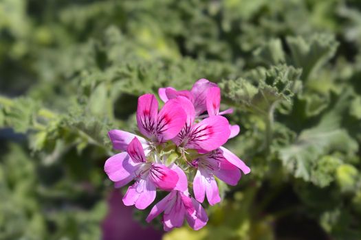 Sweet-scented geranium - Latin name - Pelargonium graveolens