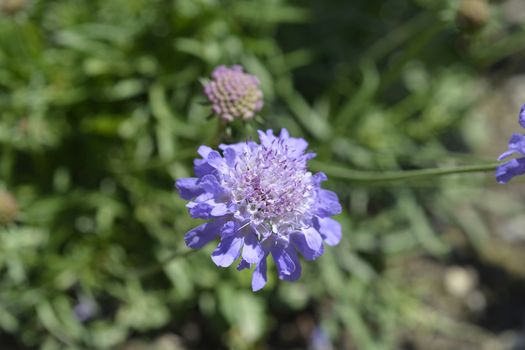 Dove scabious flower - Latin name - Scabiosa columbaria