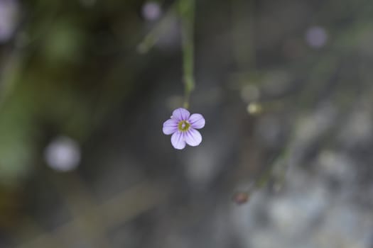 Saxifrage pink small flower - Latin name - Petrorhagia saxifraga