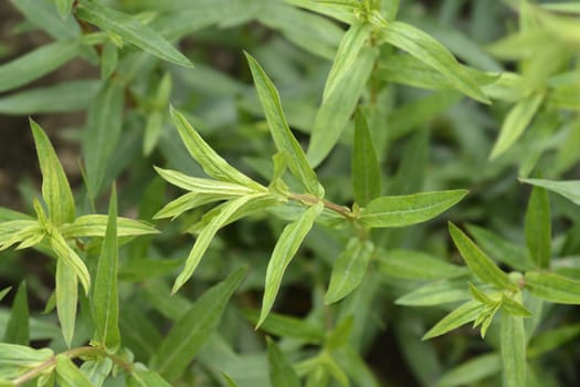 Purple loosestrife leaves - Latin name - Lythrum salicaria