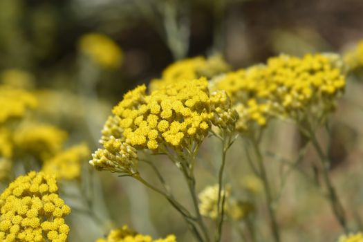 Italian everlasting yellow flowers - Latin name - Helichrysum italicum