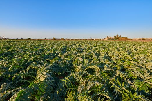 An extensive artichoke plantation in the Valencian garden