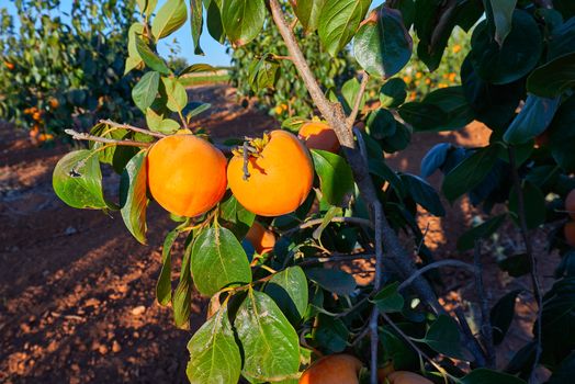 Some juicy and tasty persimmons on the tree