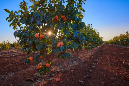 An extensive plantation of juicy and tasty persimmons