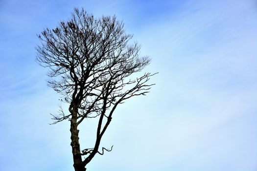 A lonely dry tree with a blue background