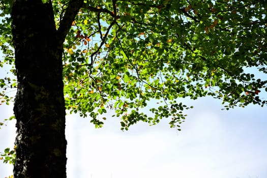 A beautiful poplar with green leaves against the light