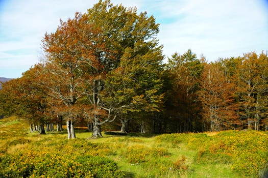 A lush and colorful poplar forest in autumn