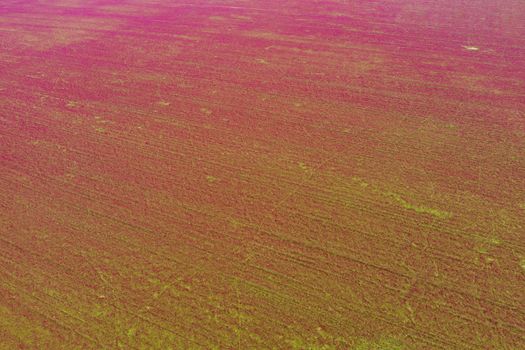 Red blooming crimson clover field (Trifolium incarnatum) from above