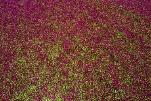 Red blooming crimson clover field (Trifolium incarnatum) from above