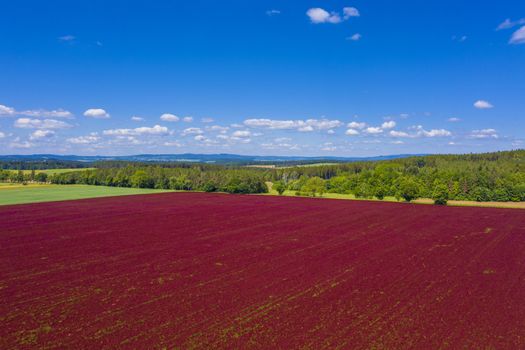 Red blooming crimson clover field (Trifolium incarnatum) with forest seen from above