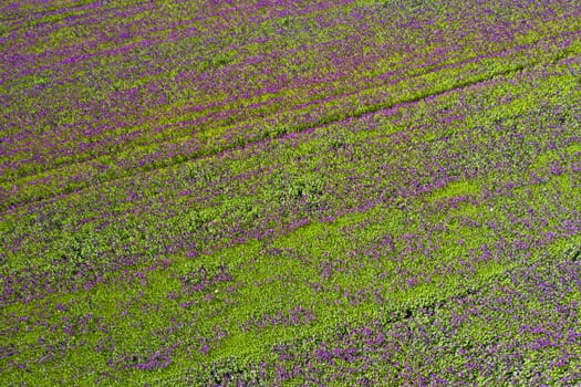 Blooming flowers of purple poppy (Papaver somniferum) field seen from above