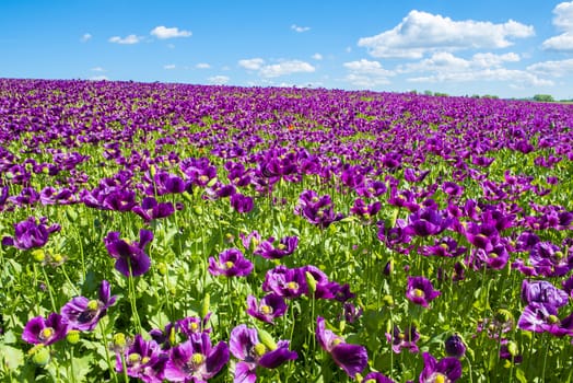 Blooming flowers of purple poppy (Papaver somniferum) field on a hill 