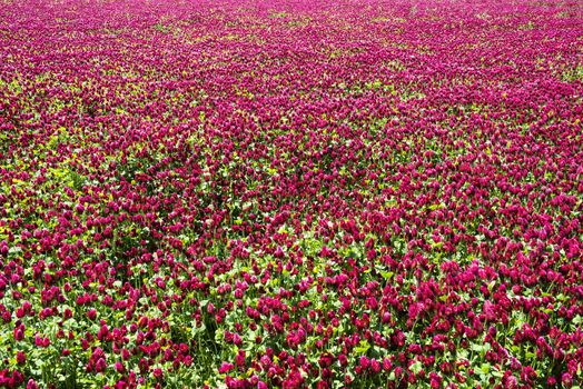 Red blooming crimson clover field (Trifolium incarnatum) natural background