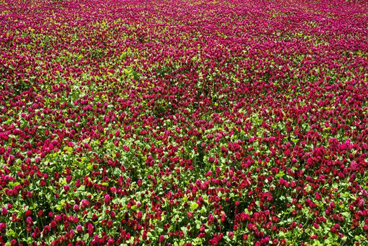 Red blooming crimson clover field (Trifolium incarnatum) natural background