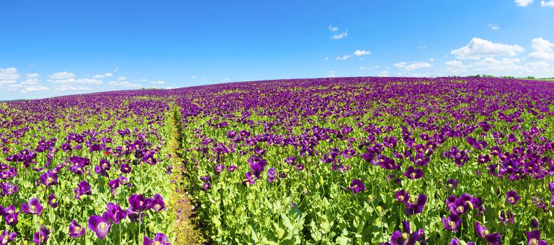 Blooming flowers of purple poppy (Papaver somniferum) field on a hill. Panorama photo