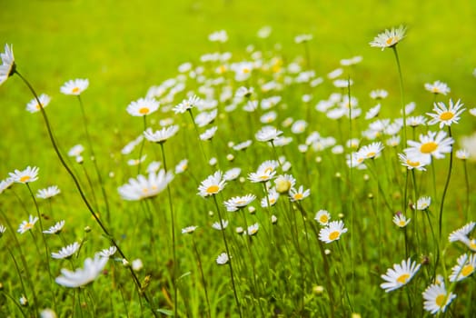 Blooming white daisy flowers against a green grass background. Shallow depth of field