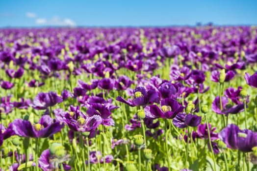Blooming flowers of purple poppy (Papaver somniferum) field with shallow dof