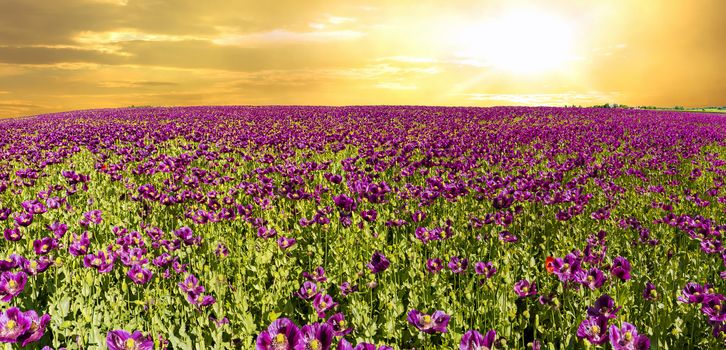 Blooming flowers of purple poppy (Papaver somniferum) field on a hill at sunset time. Panoramic photo