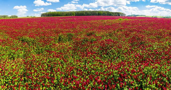 Panoramic photo of a red blooming crimson clover field (Trifolium incarnatum) with forest in the back