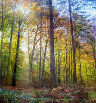 View into a colorful and vibrant autumn forest with fall foliage and sunlight beams