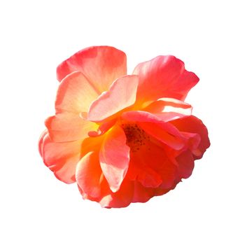 Isolated photo of garden rose flower on a white background in hard light from behind from above