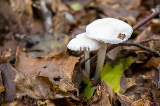 White mushroom close up coming out among the leaves, moss and branches in the mountains among the trees