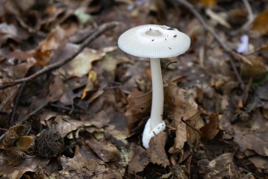 White mushroom close up coming out among the leaves, moss and branches in the mountains among the trees